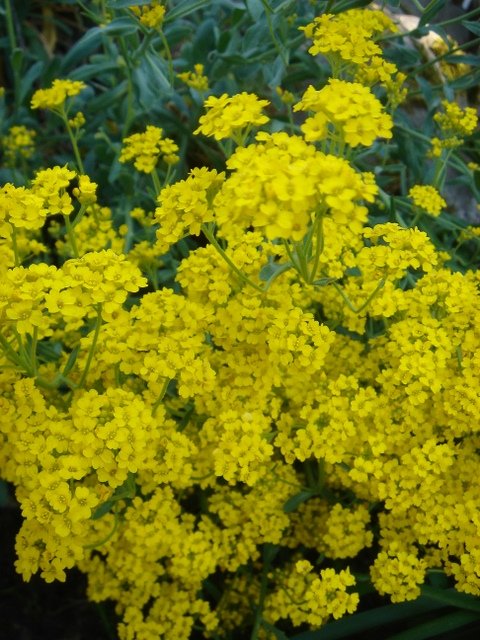 Aurinia saxatile fleur